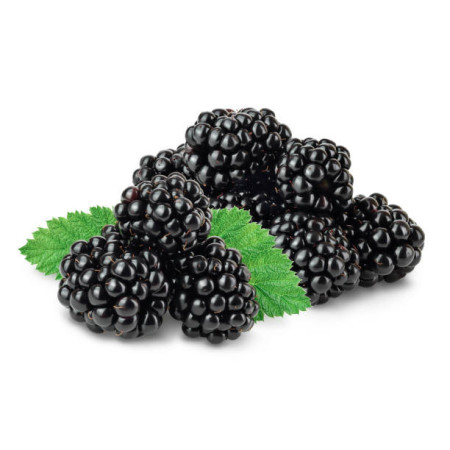 MORAS