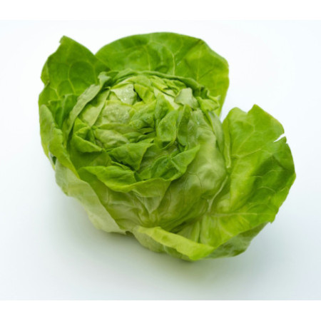 LECHUGA ICEBER