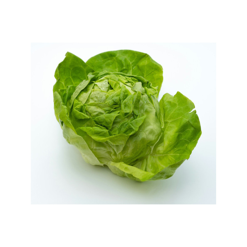 LECHUGA ICEBER