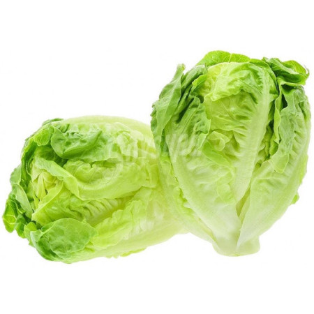 COGOLLOS LECHUGA