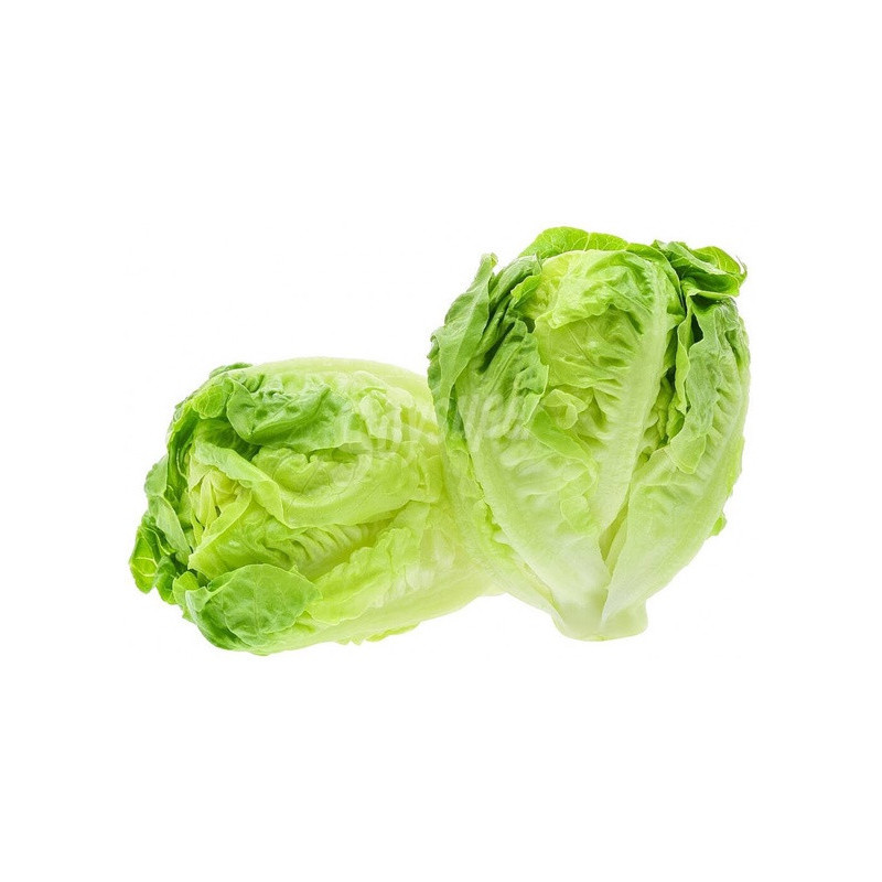 COGOLLOS LECHUGA