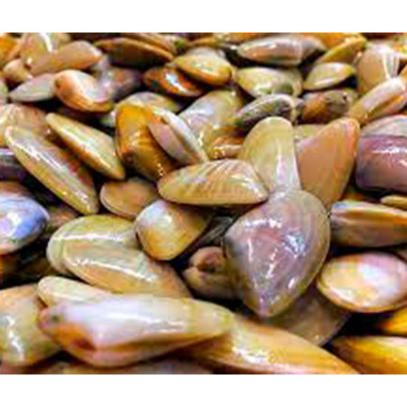 COQUINA 500 GR